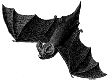 Fledermaus09.gif