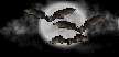 Fledermaus10.gif