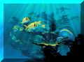 ci-pitre002.jpg (79325 Byte)