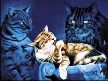 bbcneumarkkatzen2320.jpg